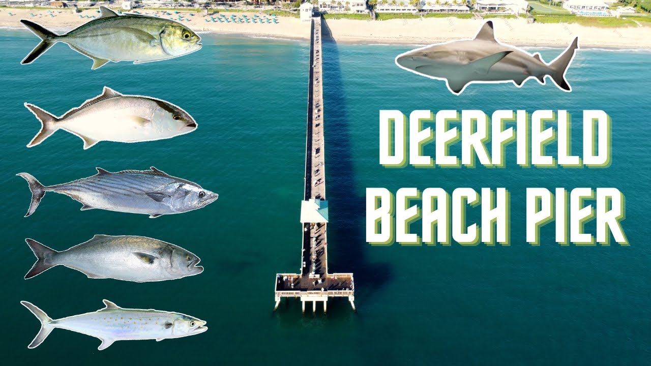 Fishing Deerfield Beach Pier | Florida (Bonito, Amberjack, Mackerel, Bluefish, Blktip, Blue Runner)