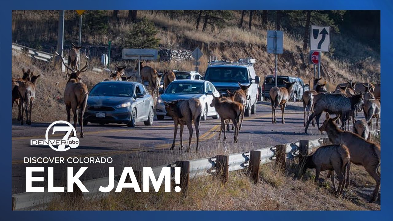 "They're babies!" Ever heard so many Elks scream?