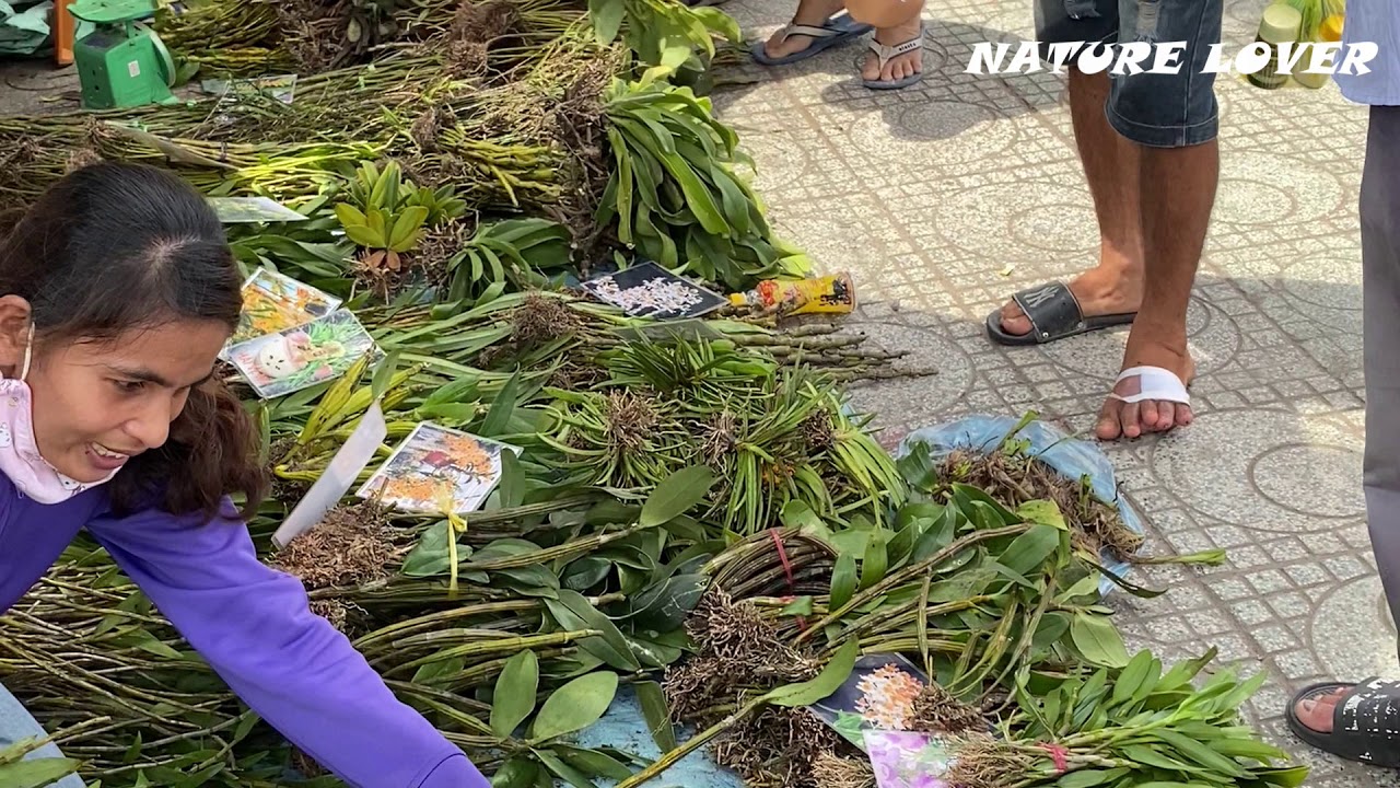 CHỢ LAN RỪNG LỚN NHẤT SÀI GÒN || VIETNAMESE ORCHID MARKET