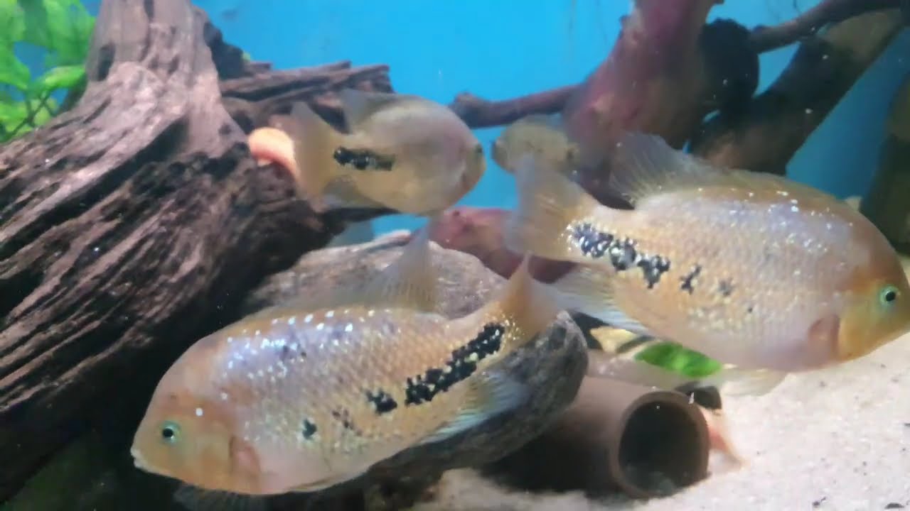 Vieja melanura blue spotted