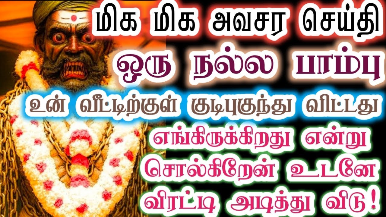 இந்த நல்ல பாம்பு இங்கு தான் ஒளிந்து கிடக்கிறது/karupan/கருப்பசாமி/karupasamy/@KaruppanVakku 