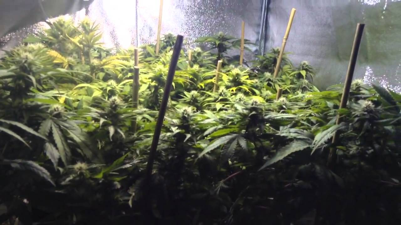 GENESIS 600 watt high pressure sodium Week 3 flowering Fucking Incredible Vancouver Seeds Mark BUDS