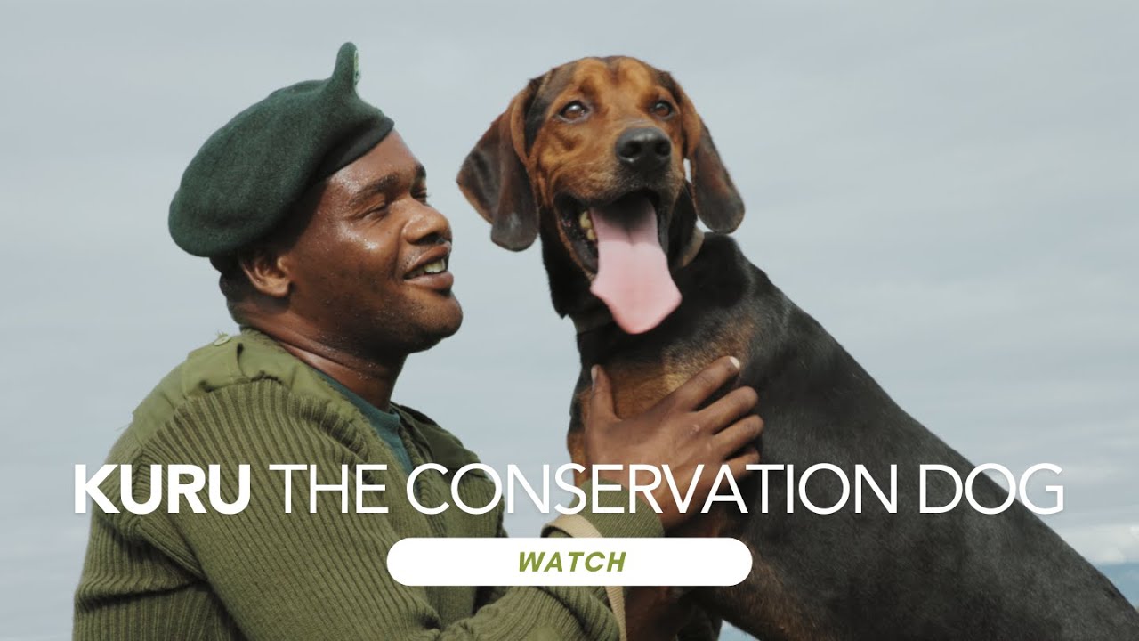 How Detection Dogs Stop Wildlife Trafficking | Kuru the Conservation Dog