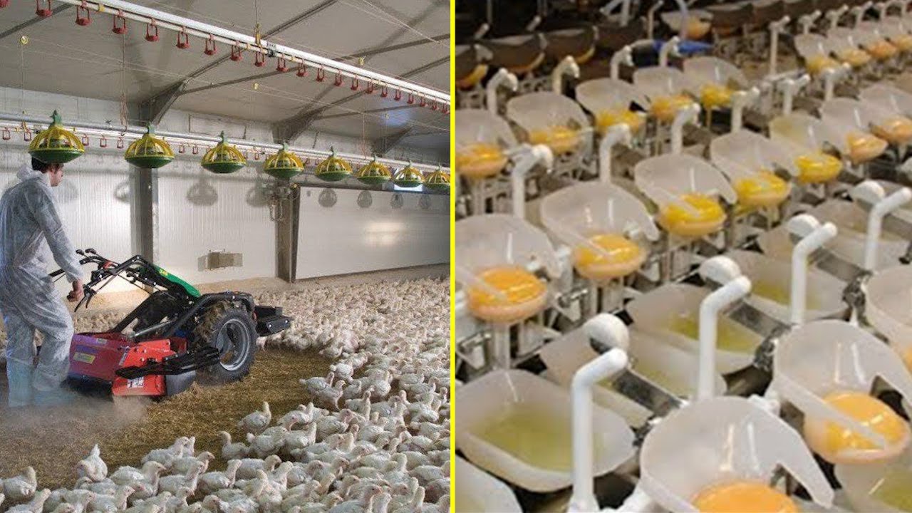 Million Dollars Chicken Farm With Modern Cage Systems - Amazing Eggs Processing Line Inside Factory