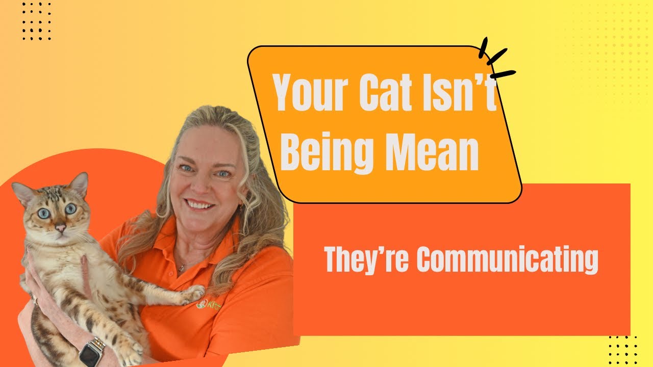 🙀 Your Cat Isn’t Being Mean They’re Communicating