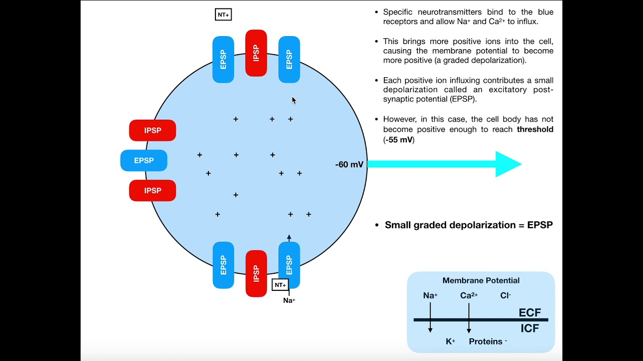 Graded Potentials, EPSPs, IPSPs, & Summation