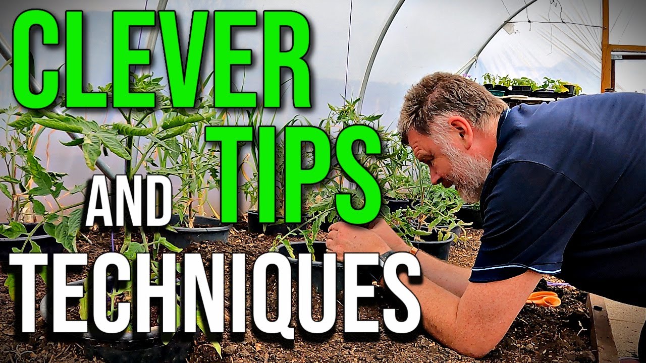 How To Stake and String Tomatoes | Tying Up Tomatoes | How to Tie and Stake Tomato Plants