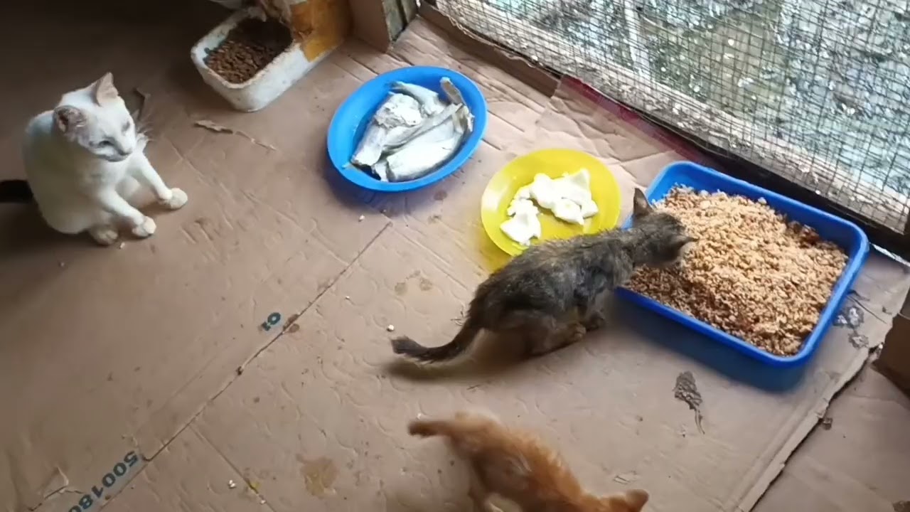 Beginilah keadaan kucing-kucing adopsi bunda 