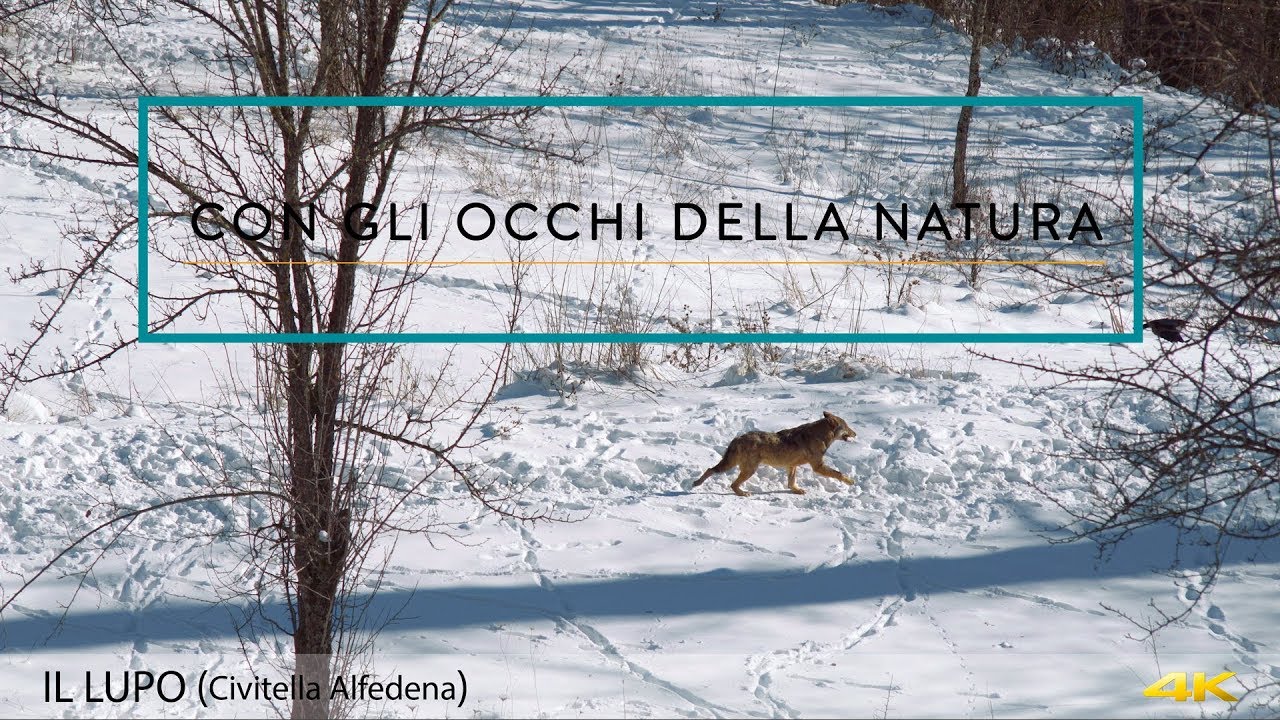 CON GLI OCCHI DELLA NATURA - IL LUPO (Civitella Alfedena) 4K