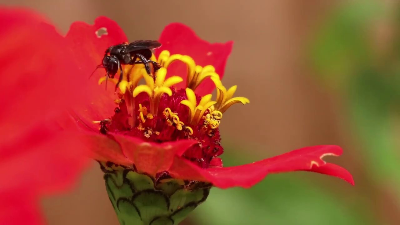 Carpenter Bees - One of my most interesting and colorful videos to date