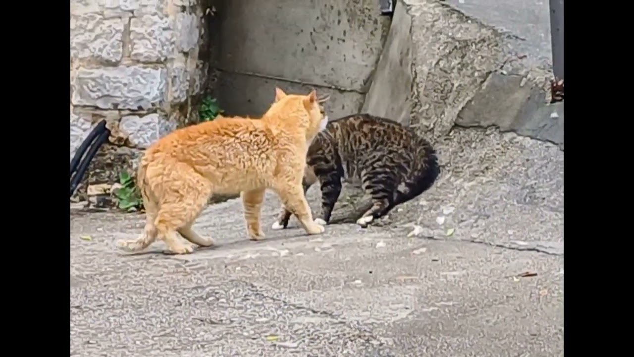 Cat Fight #youtuber #youtubevideo #subscribe #cat #cats #catlover #pets #animals #fyp #nature