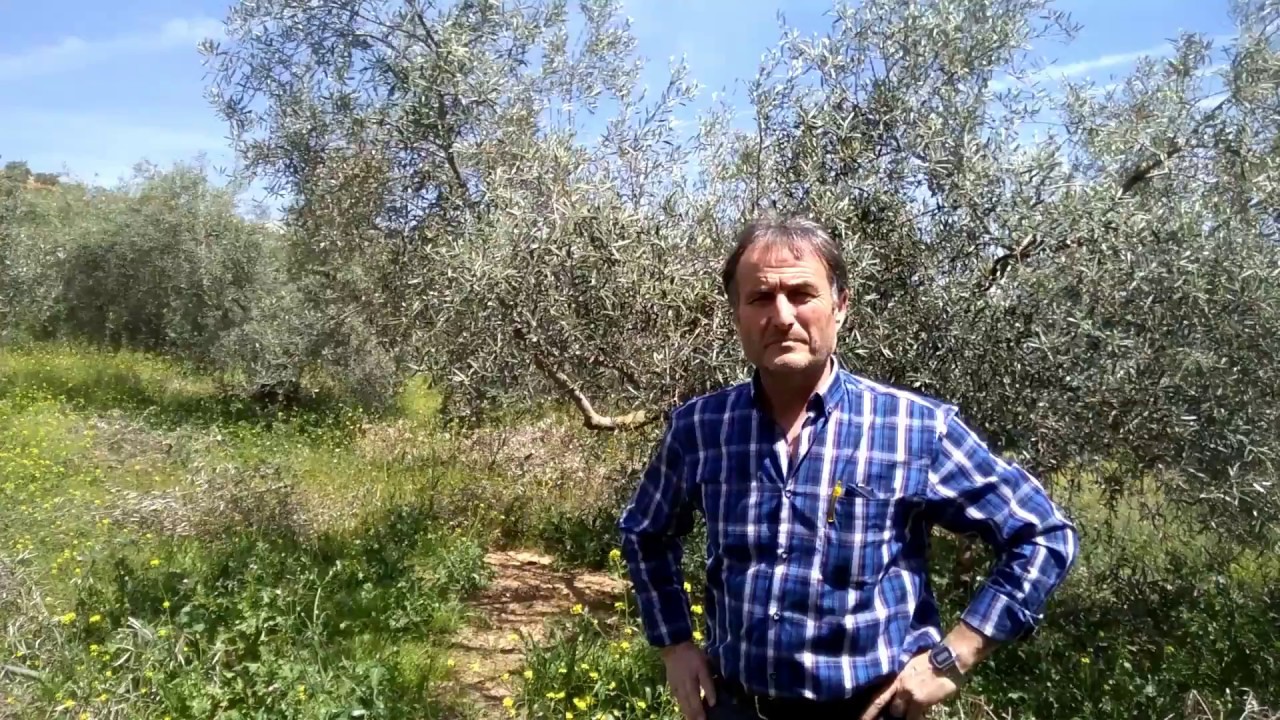 Cubierta vegetal en nuestros olivos
