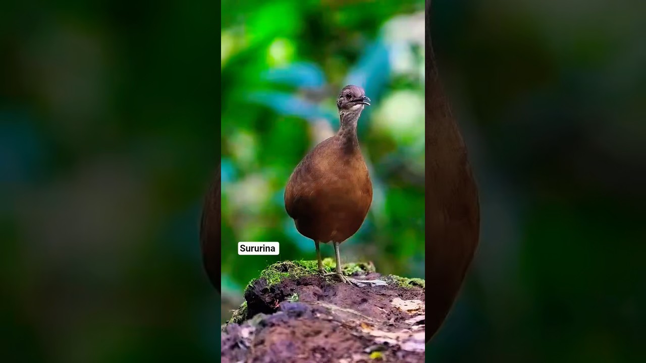 Inhambu Sururina 