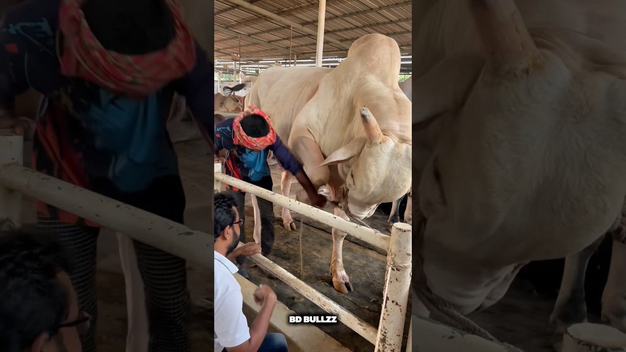 ROPE GOT STUCK IN BULLS HOOF 😥 #bdbulls #cow #bullfarm #bigcow #cattleworld #bull #bullsemen