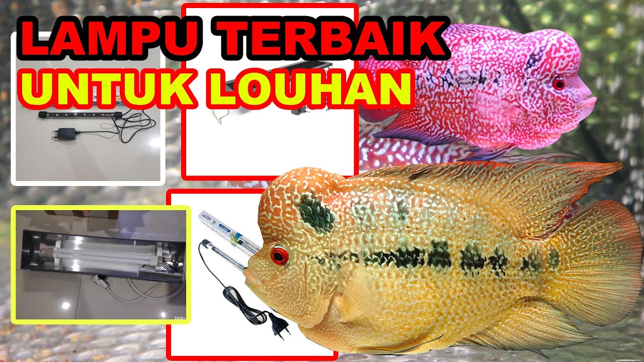Fungsi Lampu Di Aquarium Untuk Ikan Louhan