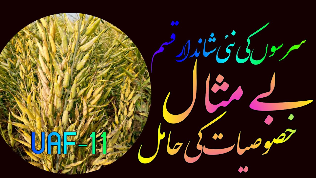 High yield variety of Sarson mustard UAF-11