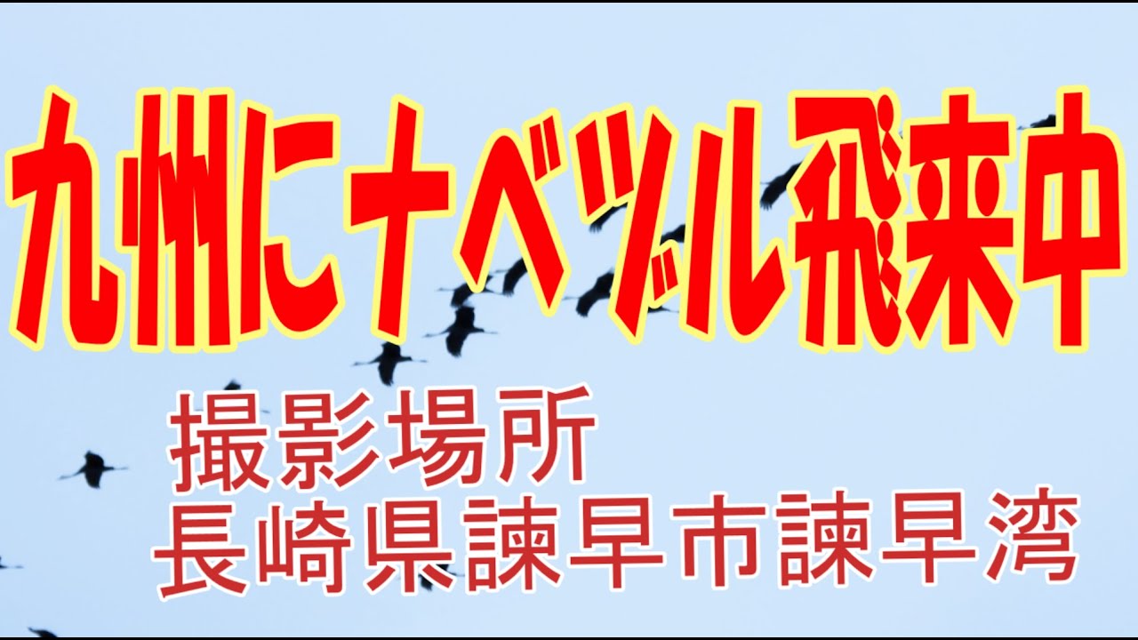 ナベヅルが九州に飛来中