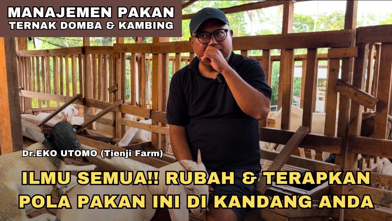 KONSISTEN JADWAL PEMBERIAN DAN TAKARAN PAKAN YANG PAS DALAM BETERNAK DOMBA KAMBING‼️TERNAK SUKSES