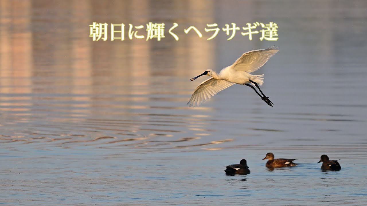 朝日に輝くヘラサギ達