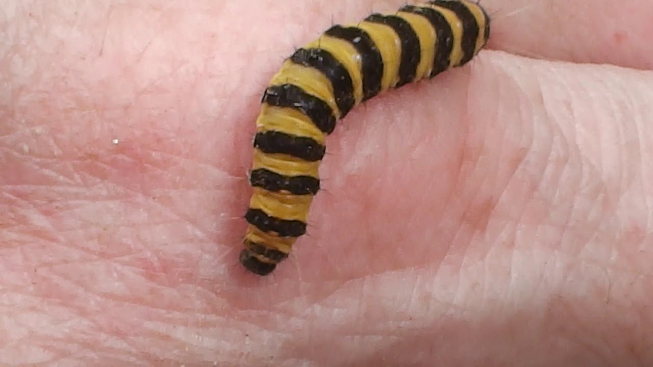 Cinnabar moth larvae (Tyria jacobaeae)