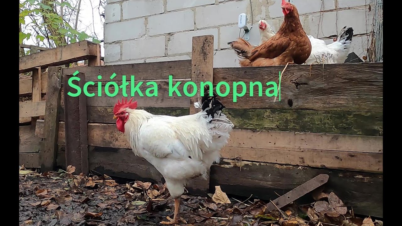 Ściółka konopna dla moich kur i kaczek 🐔 co mnie przekonało ? 