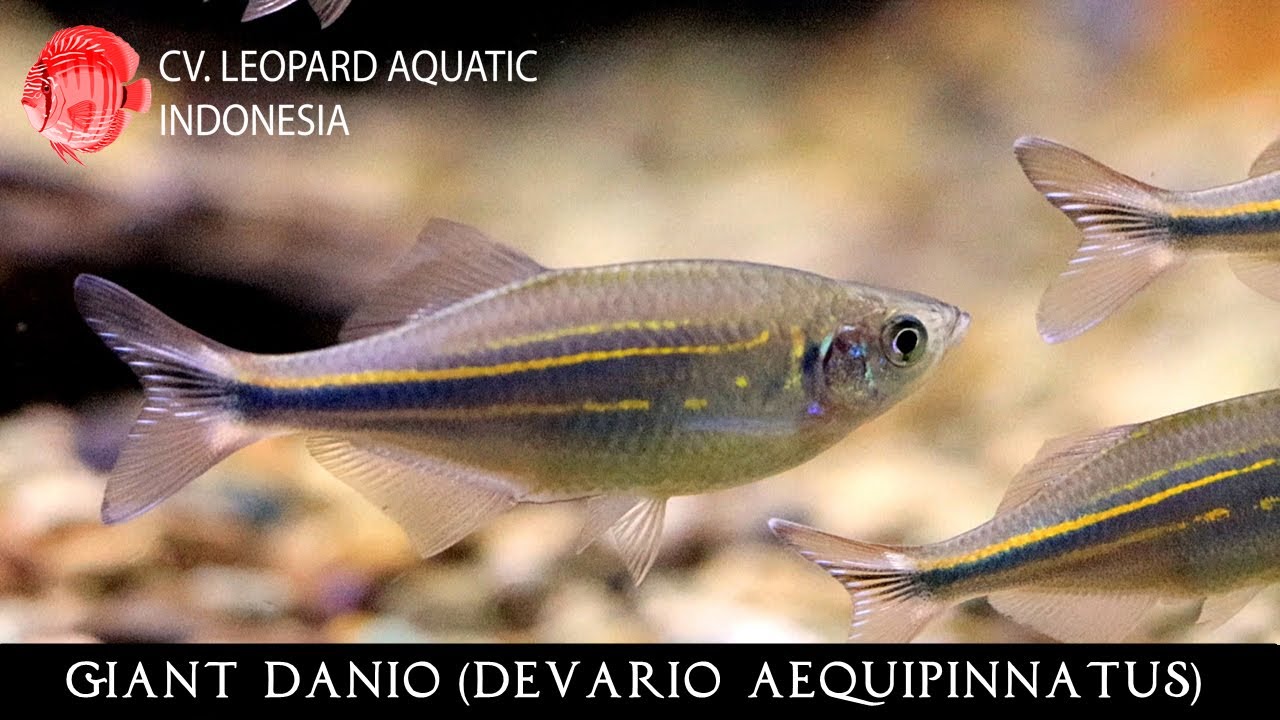 Devario aequipinnatus. The GIANT DANIO!(Leopard Aquatic U004)