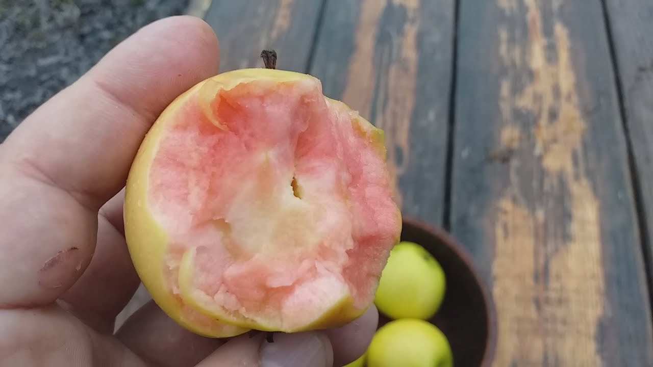 Секреты Скрытой Розы:)  Яблоня Хидден Роуз (apple Hidden Rose). Дегустация в декабре
