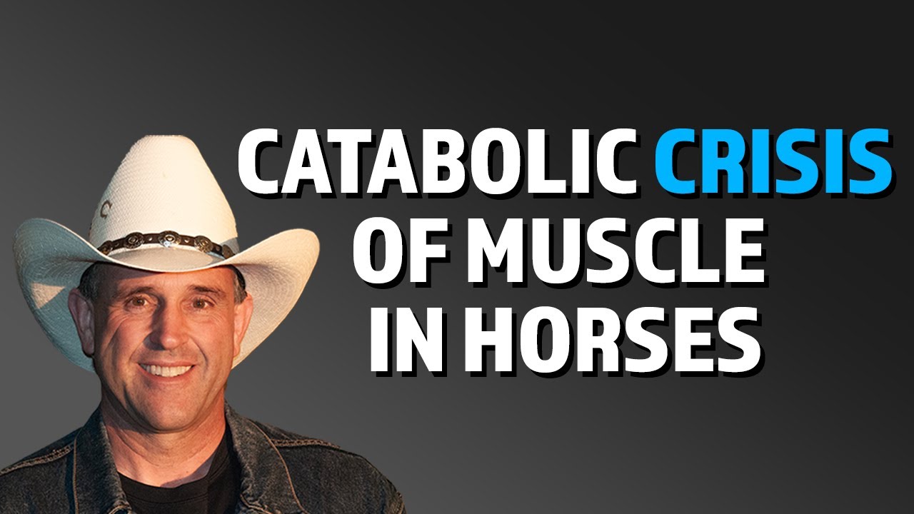 Building Muscle In Horses With Protein by Geoff Tucker, DVM.