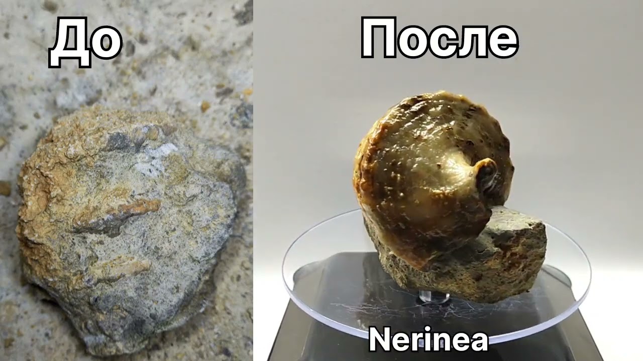 Nerinea до и после 8 часов работы #окаменелостикрым #окаменелости