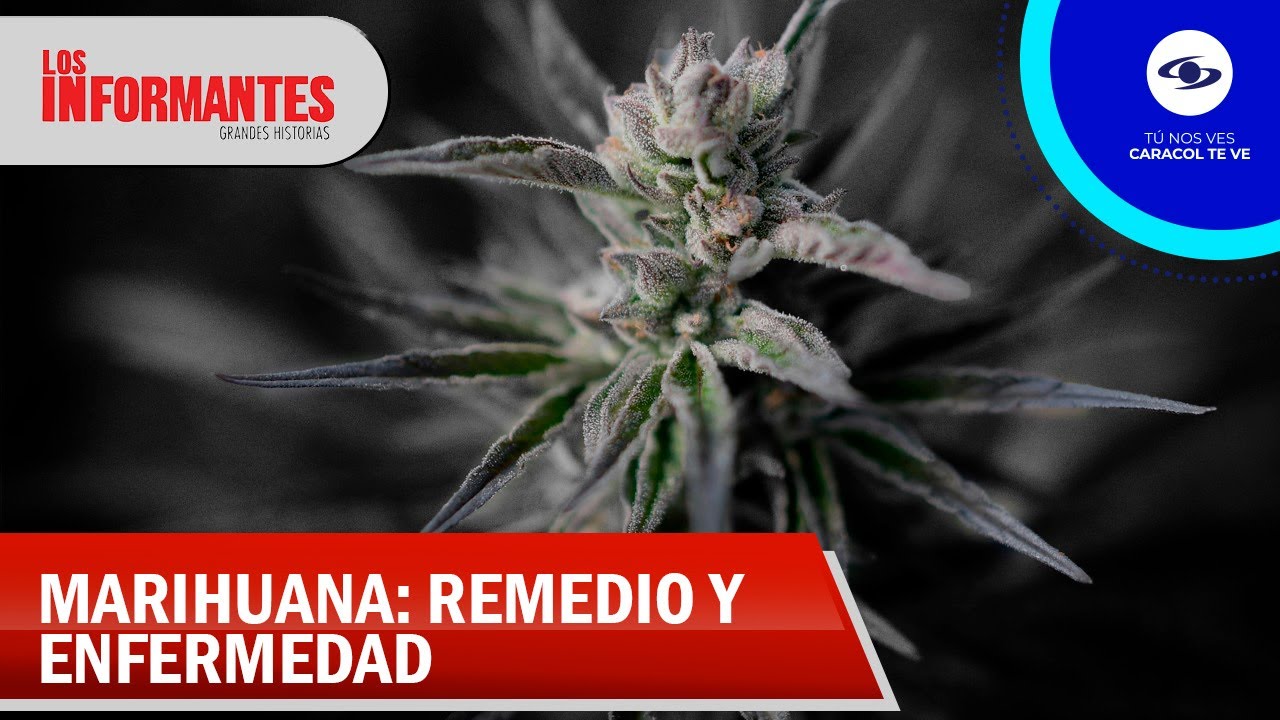 Cannabis medicinal: el lamento de empresarios y pacientes que piden auxilio - Los Informantes
