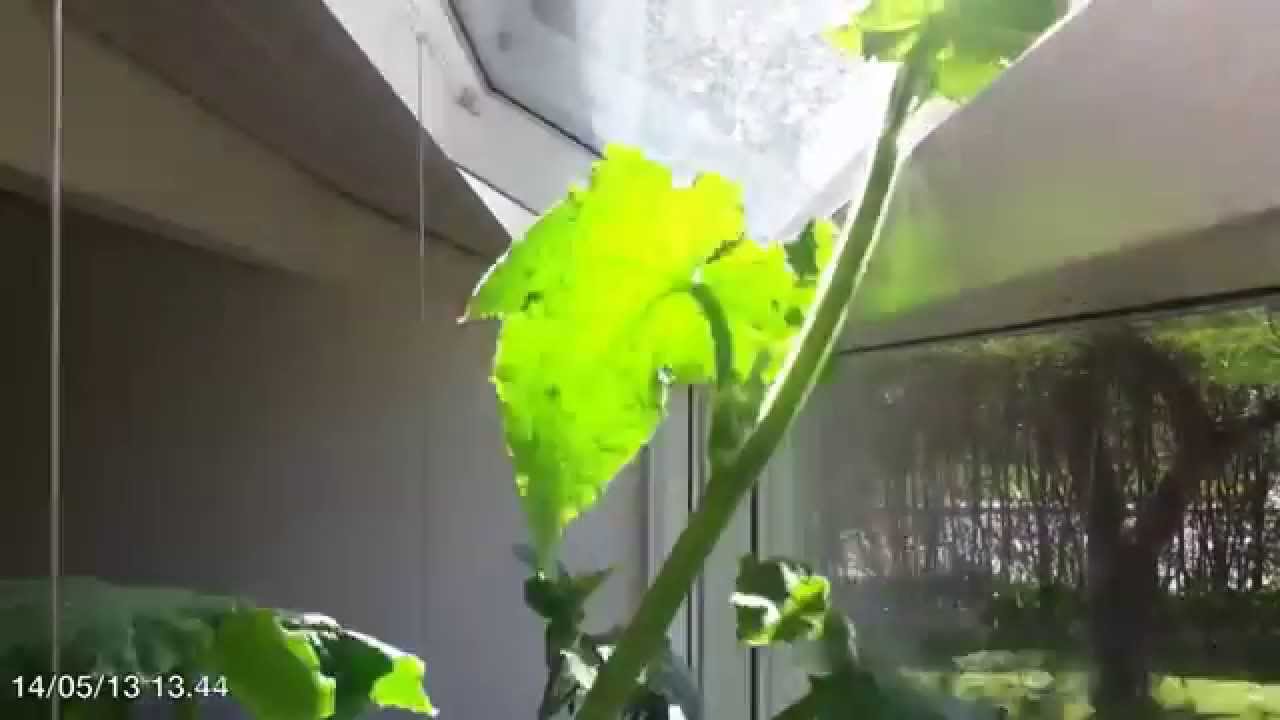 The dancing cucumber plant time lapse