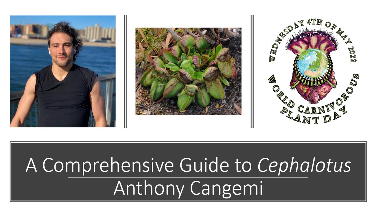 A Comprehensive Guide to Cephalotus with Anthony Cangemi