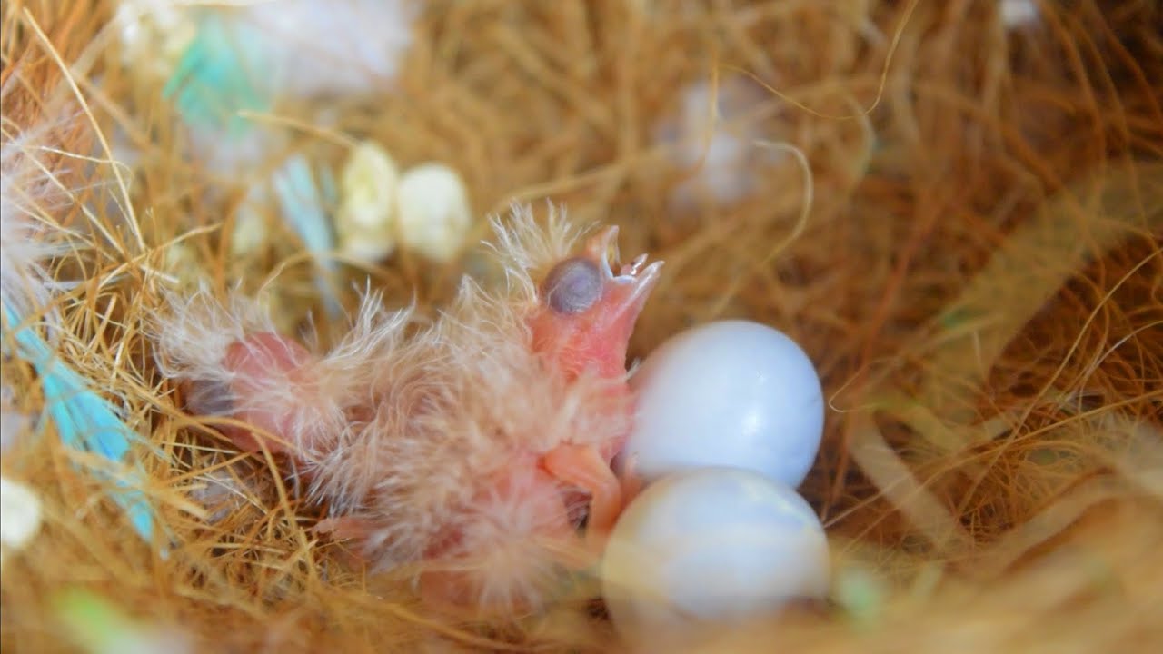 Two Chicks Hatched || Zebra Finch Breeding Update || Fawn & Zaxby