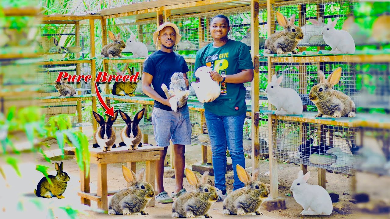 Producing Over 200 Rabbits | Meet the Family That Owns One of the Biggest Rabbit Farms In Ghana.
