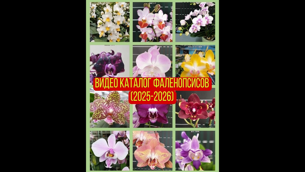 Каталог по Фаленопсисам. Ассортимент 2025-2026гг.