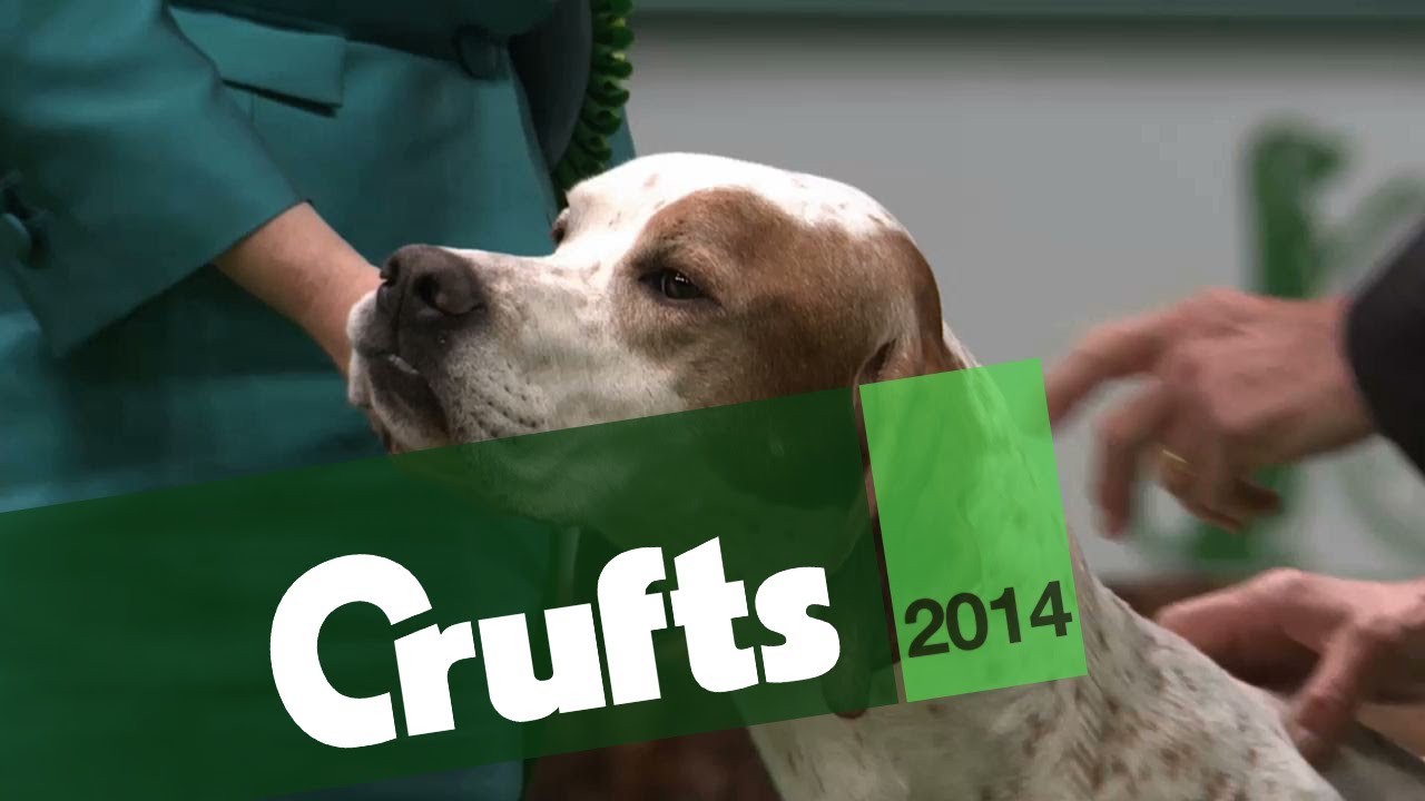 Group Judging | Gundog | Crufts 2014