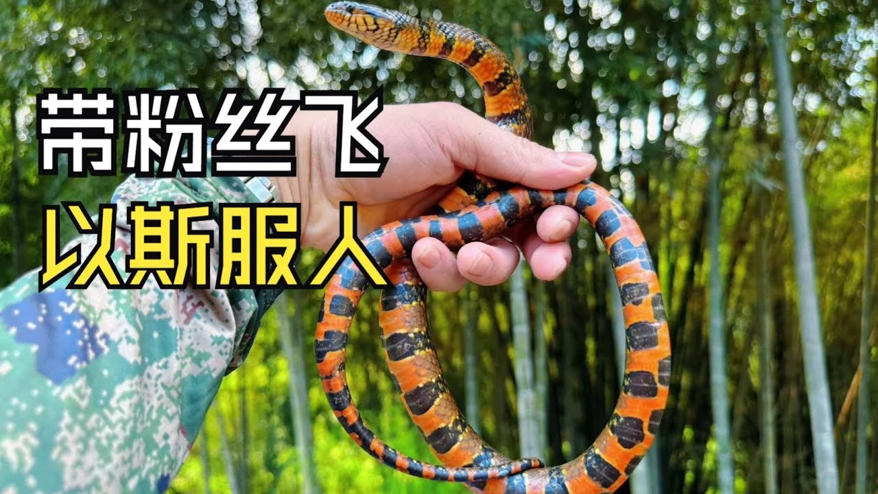 渝哥带粉丝体验户外捕鱼，为何他说下次不来了？