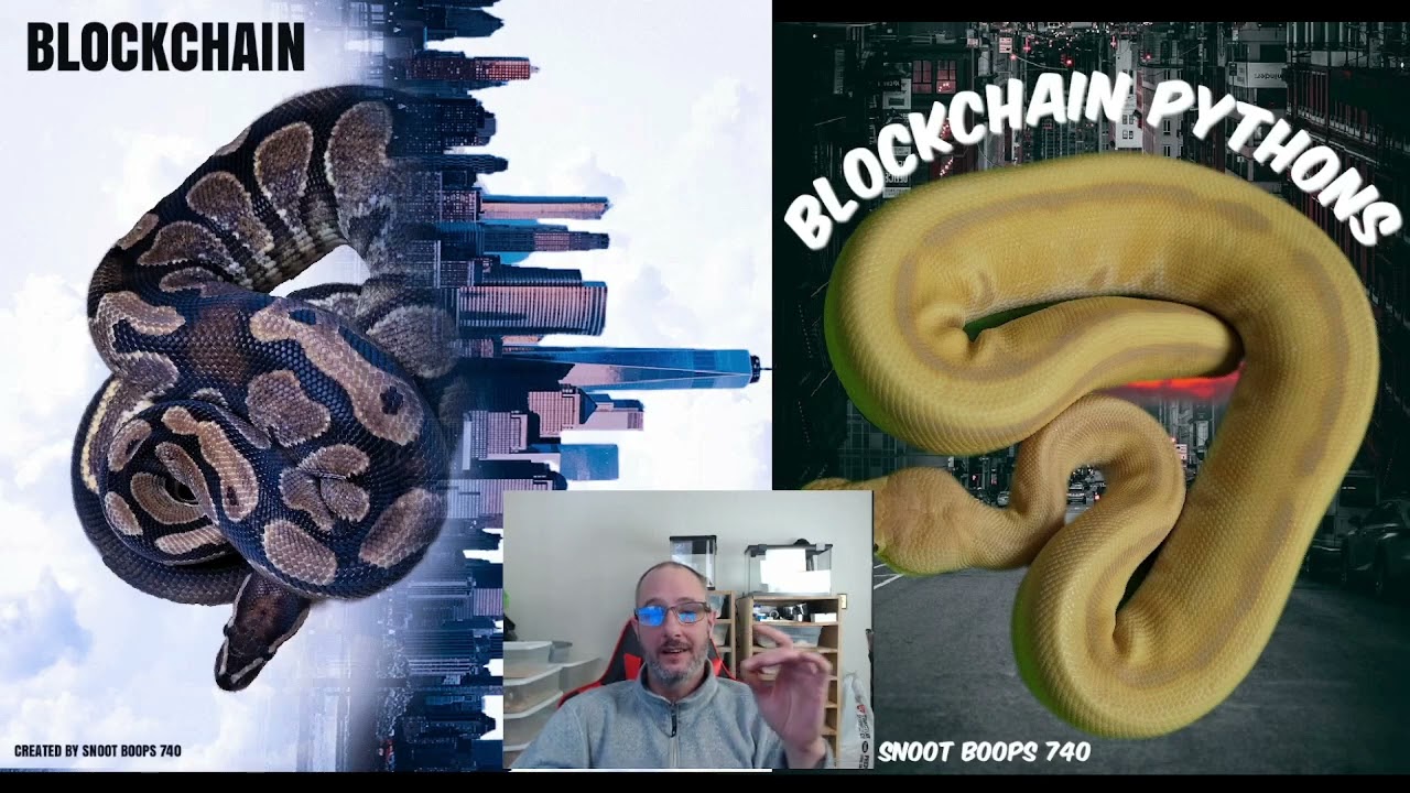 Algorand - NFT's - Blockchain Pythons