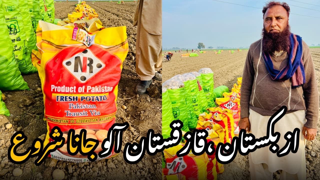 Pakistani Aloo Uzbekistan Or Kazakhstan ke lye Loading Sheroo |Allah Kisano ki Madad Kre