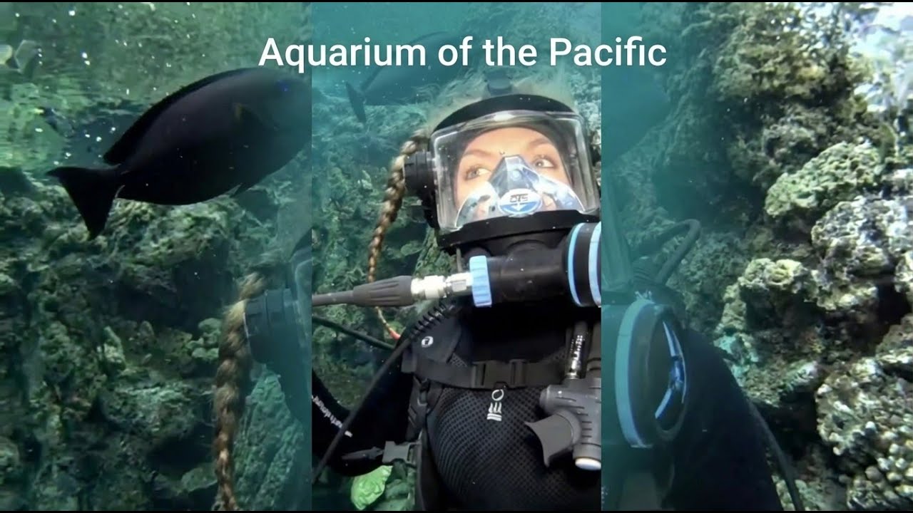 TikTok Live: Diving at the Aquarium...AGAIN!