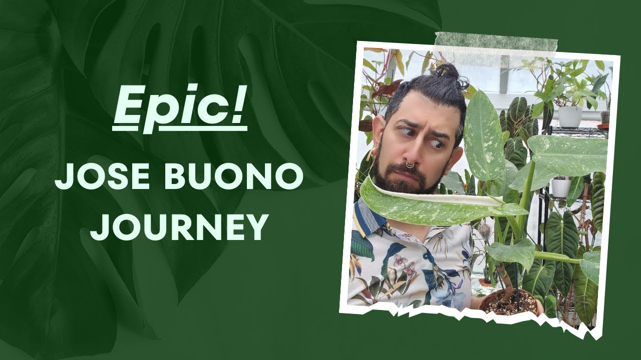 💡 Philodendron Jose Buono: Insights & Tips from a 2-Year Experience! 🌱 | review