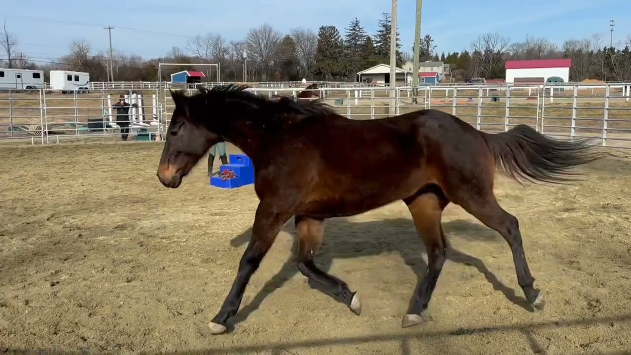 DrinkWithTheStars, walk/trot in round pen