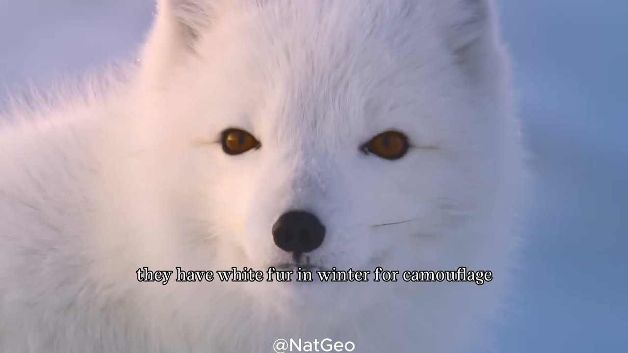 16 Animal Facts That Sound Fake&hellip; But Are 100% True!