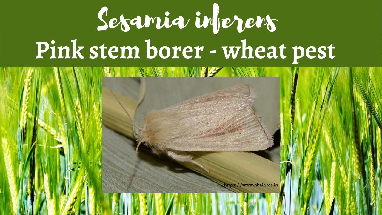 Sesamia inferens - Pest of wheat