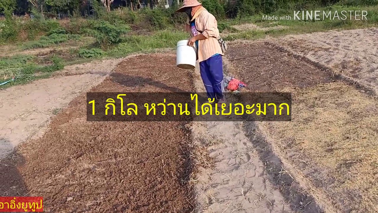 วิธีหว่านเมล็ด#ผักบุ้ง ดูแลใส่ปุ๋ย .ทำให้ต้นสวย โตไว..ปลูกได้ตลอดปี.สร้างรายได้ตลอดปี