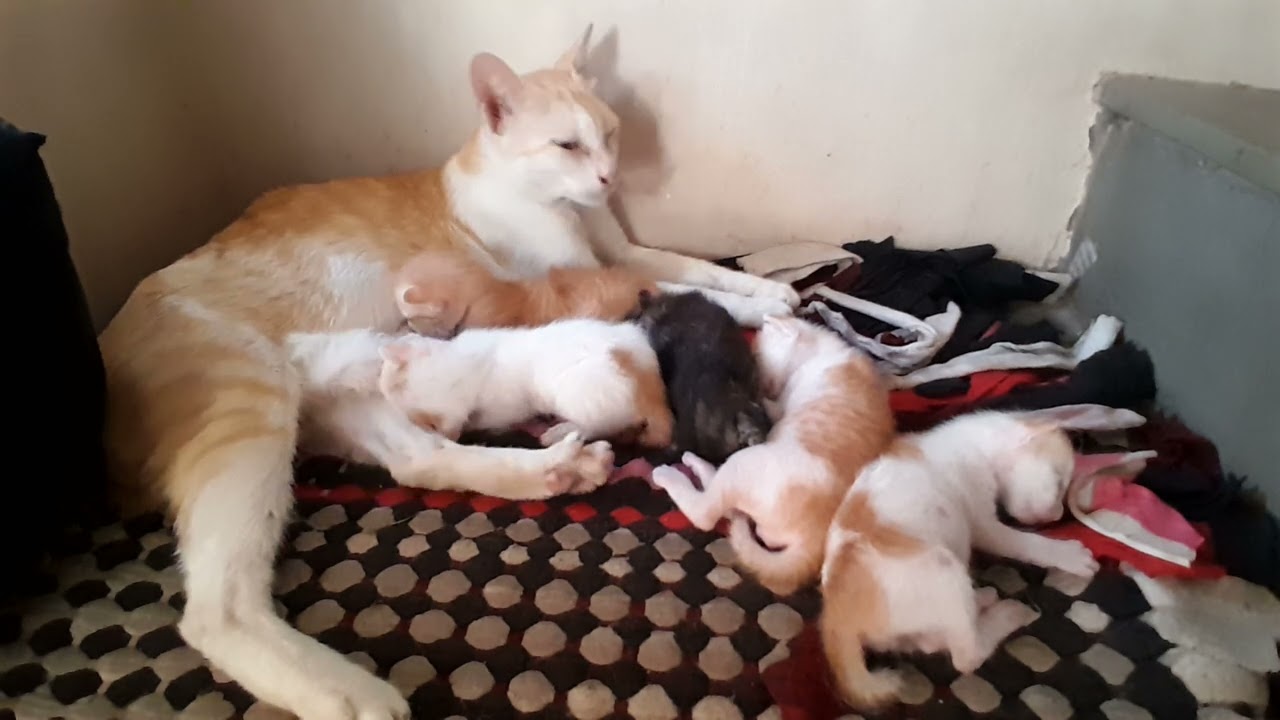 Very happiness, the family cats are living together 