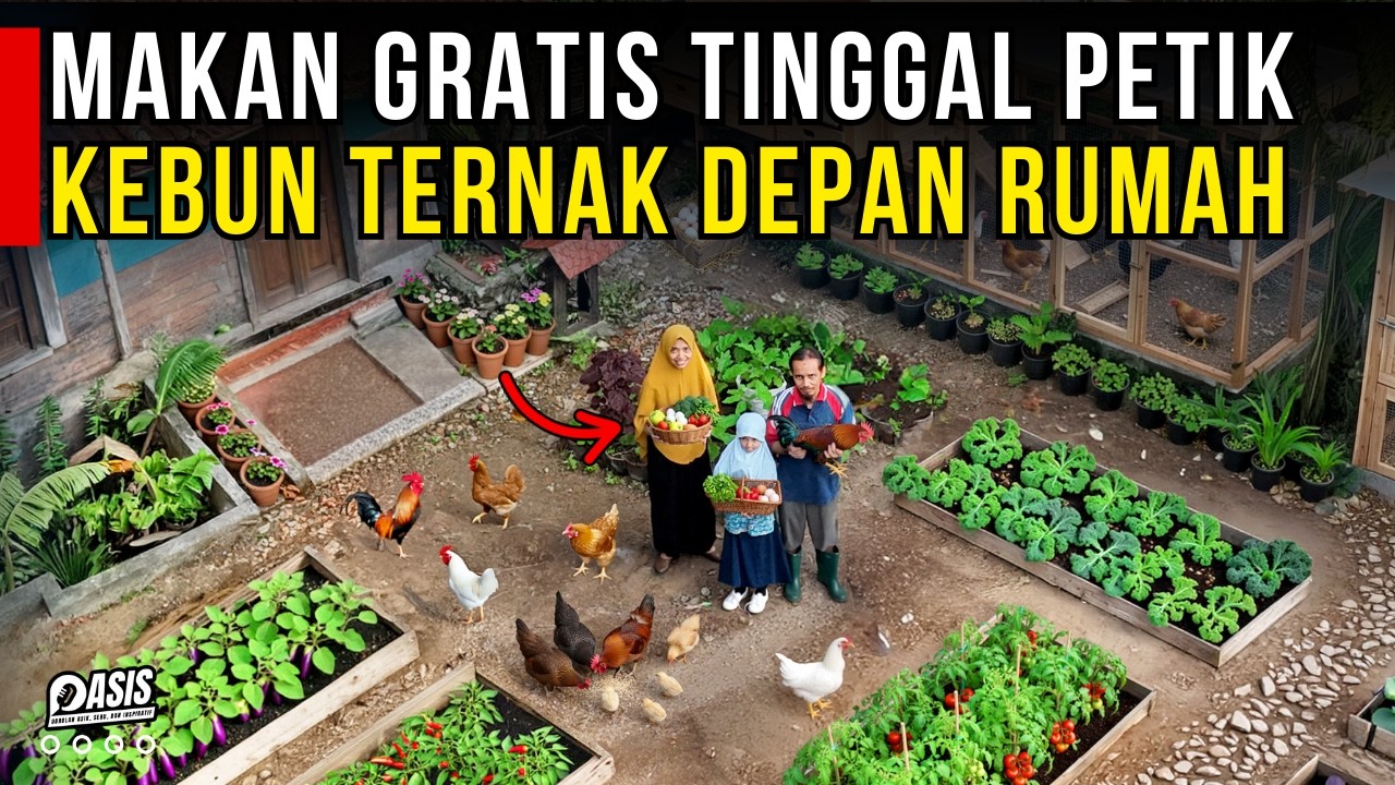 MAKAN BERGIZI GRATIS DARI KEBUN DAN TERNAK AYAM DEPAN RUMAH | CERITA USAHA