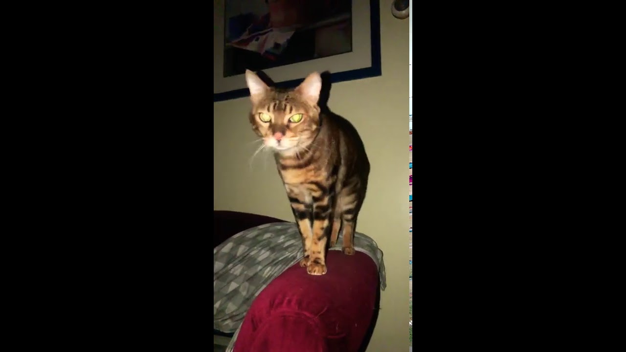 Bengal Cat With Identity Crisis