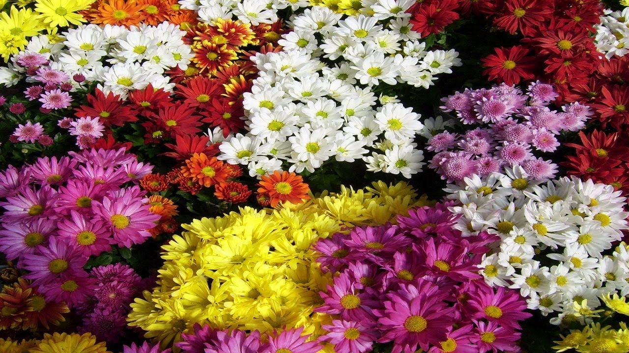 गुलदाउदी को कटिंग से कैसे उगाये। How to Grow Chrysanthemum from Cutting | Budget Gardening | (Hindi)