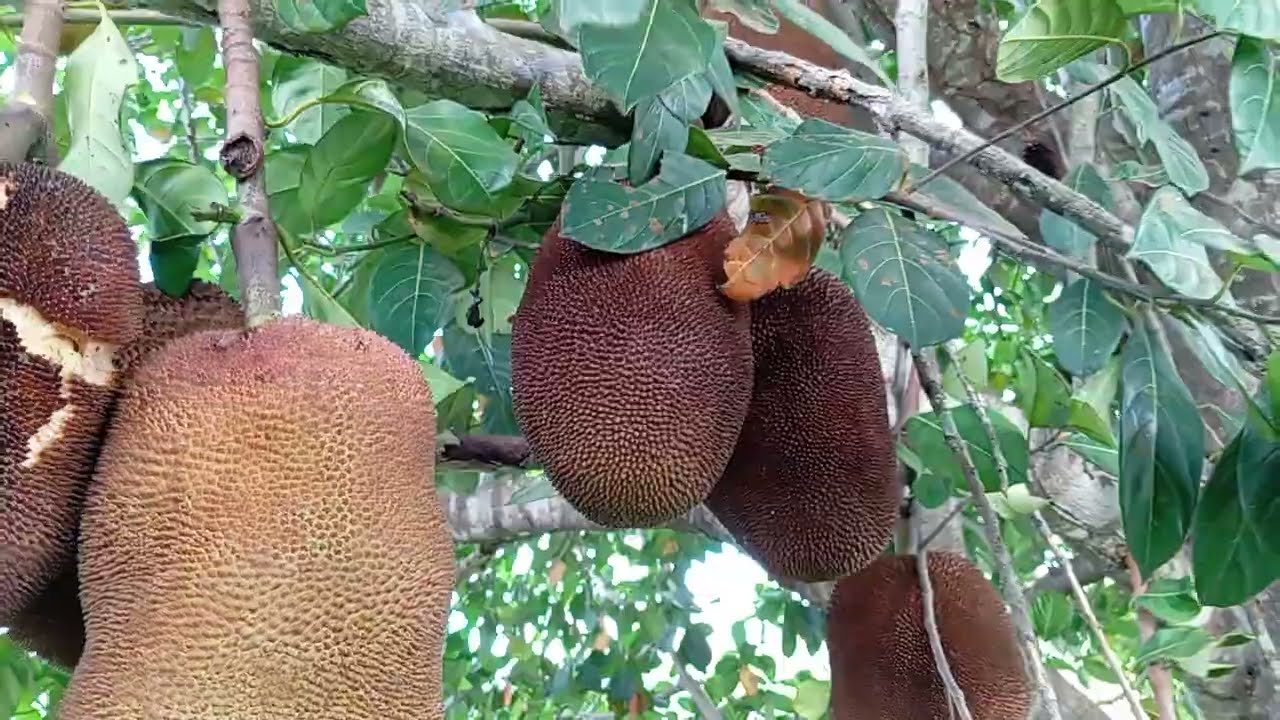 SÍTIO PARARI MUNICÍPIO DE LIMOEIRO PERNAMBUCO 17 DE MARÇO DE 2026